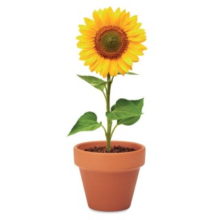 SUNFLOWER - Terre Cuite